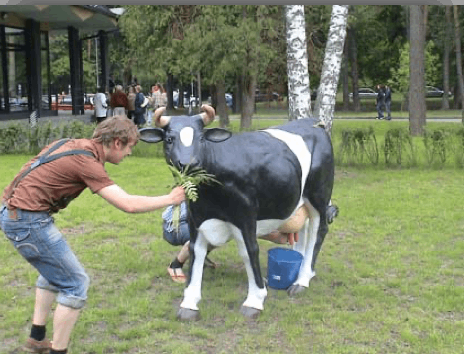 Karvutė - nuotrauka 3